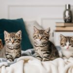 A close-up shot of three adorable tabby kittens sitting side-by-side on a white and gray blanket on a bed. The kittens have brown and black striped fur and appear to be looking directly at the camera. The kitten on the right has a prominent white patch on its face. The background is a soft-focus bedroom with pillows and a nightstand. The Luxuri Insider logo is in the bottom left corner.